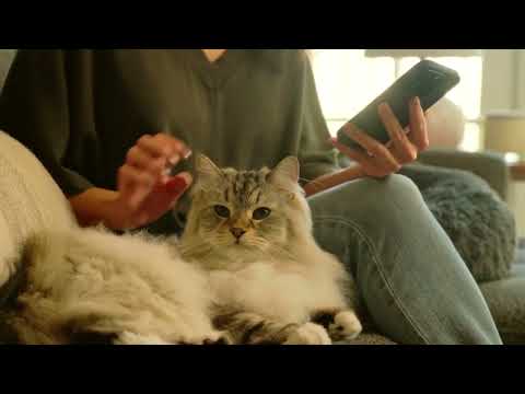 Cat Feeding Startup Sphinx Breaks Kickstarter Records, Partners with Rayne Nutrition and Savage Cat Food