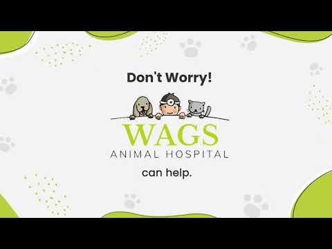 Wags Animal Hospital Announces Important CDC Changes in Dog-Import Requirements
